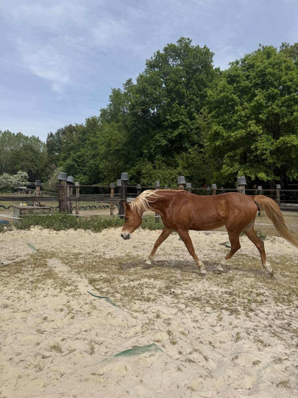 Cheval 