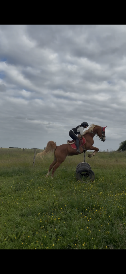 Cheval 