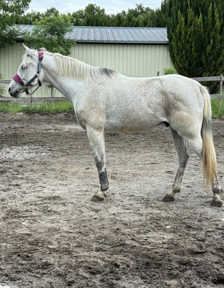 Cheval 