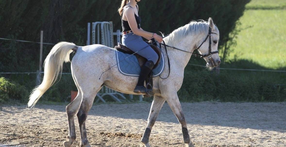Cheval 