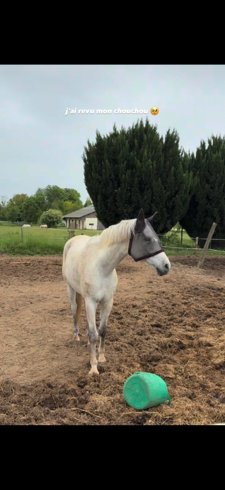 Cheval 