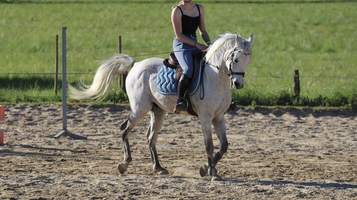 Cheval 