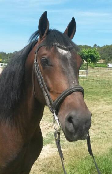 Cheval espagnol