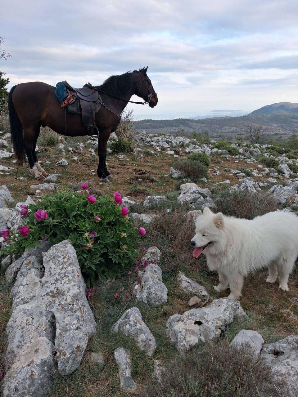 Cheval espagnol
