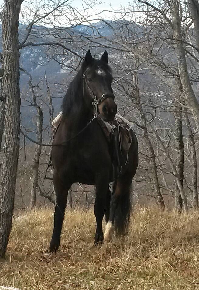 Cheval espagnol