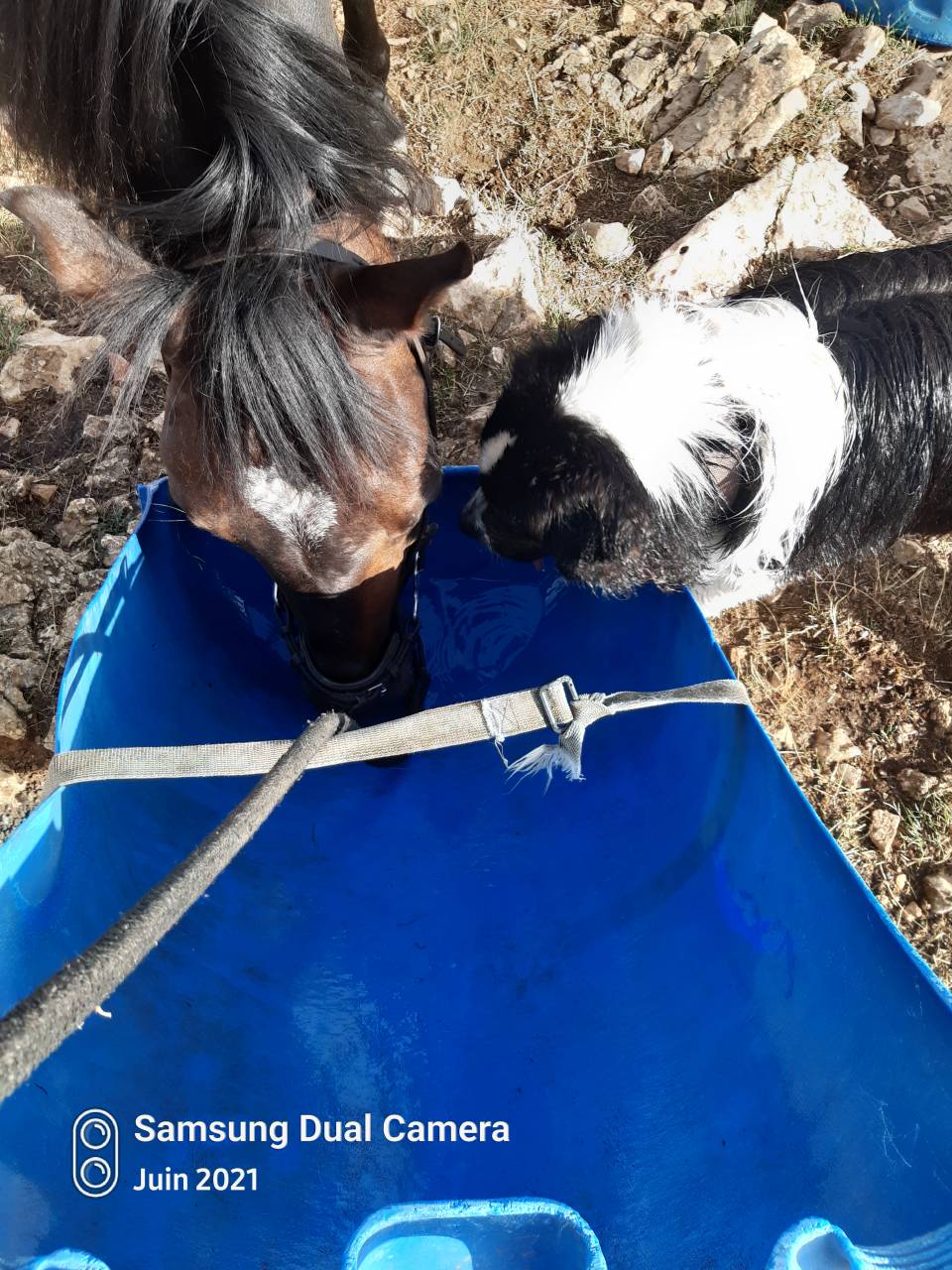Cheval espagnol