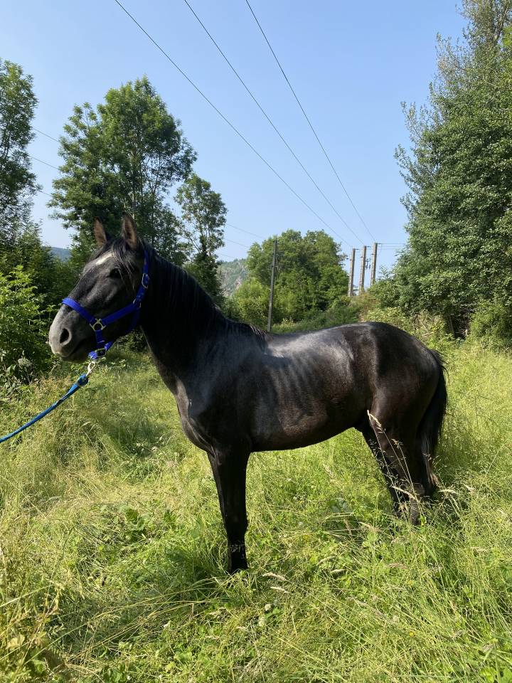 Jeune entier 4 ans 