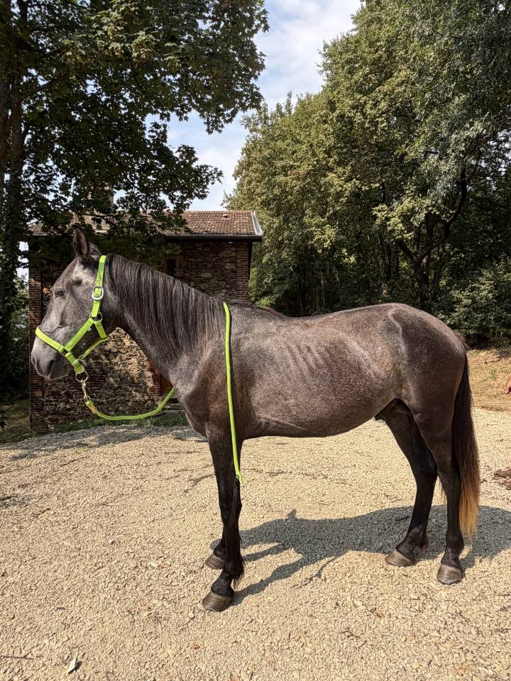 Jeune cheval entier d&eacute;bourr&eacute; - P&egrave;re Lusitanien pur