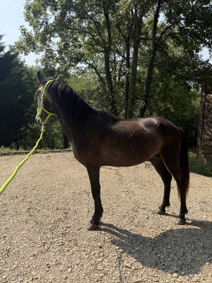 Jeune cheval entier d&eacute;bourr&eacute; - P&egrave;re Lusitanien pur