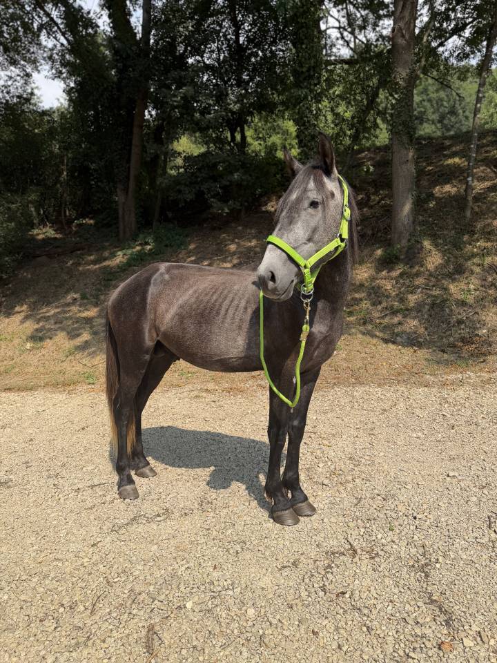 Jeune cheval entier d&eacute;bourr&eacute; - P&egrave;re Lusitanien pur