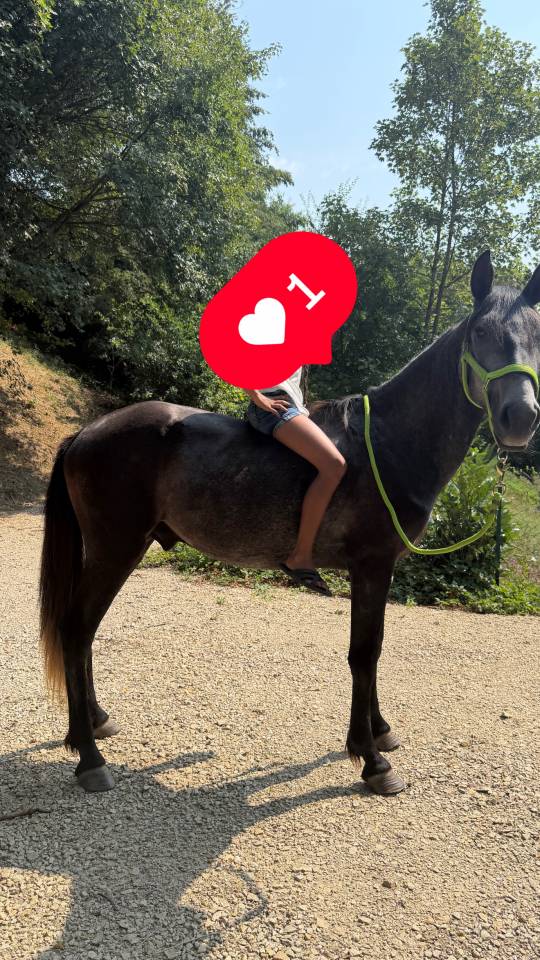 Jeune cheval entier d&eacute;bourr&eacute; - P&egrave;re Lusitanien pur