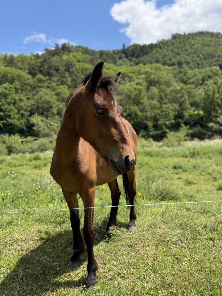 Pouliche bai 2ans