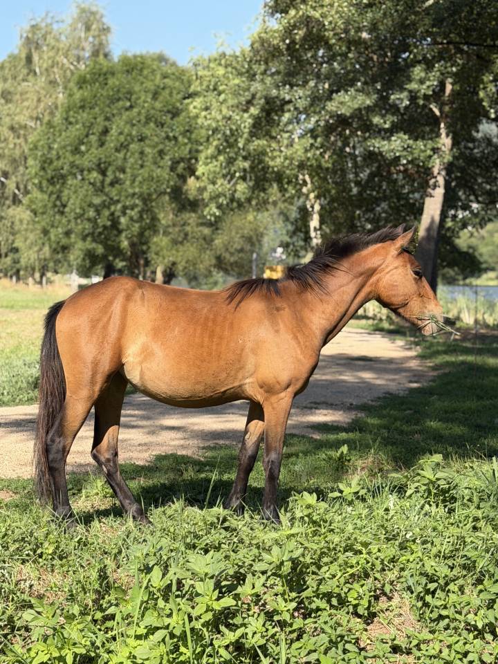 Pouliche x frison 