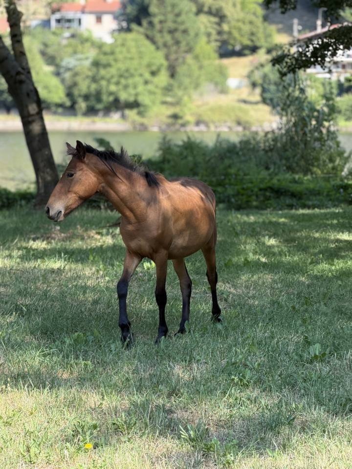 Pouliche x frison 