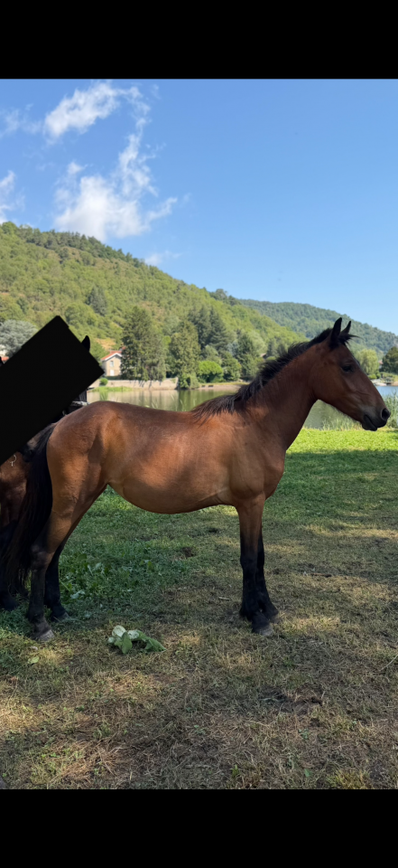 Pouliche x frison 