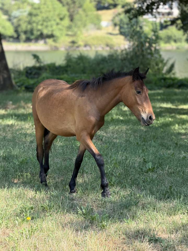 Pouliche x frison 