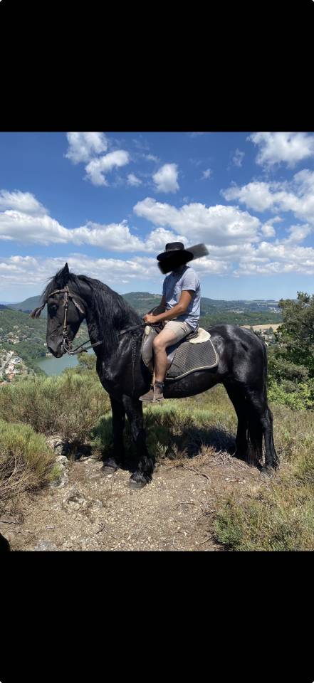 Pouliche Frison x Espagnol x Camarguaise 
