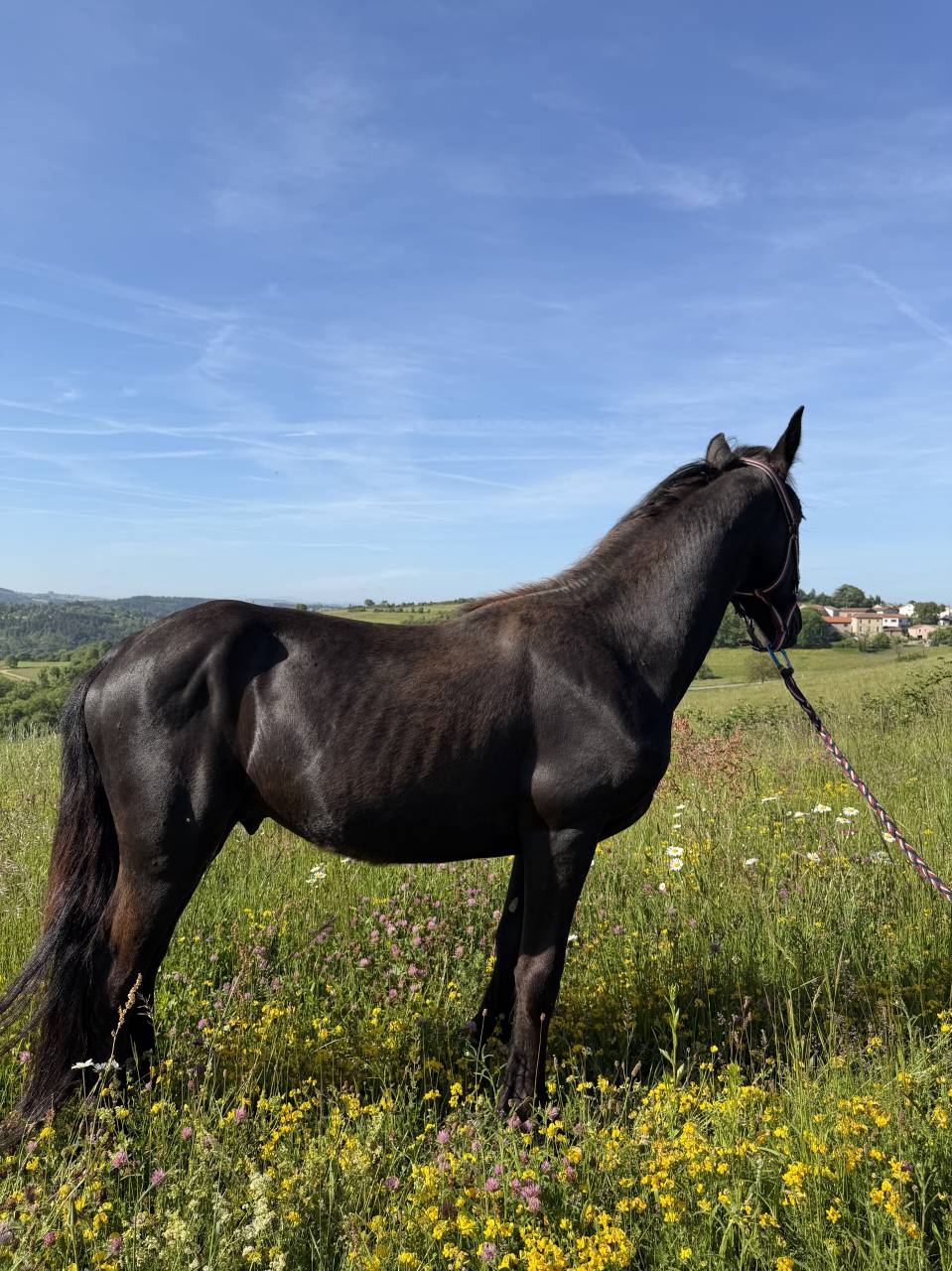 Poulain x frison