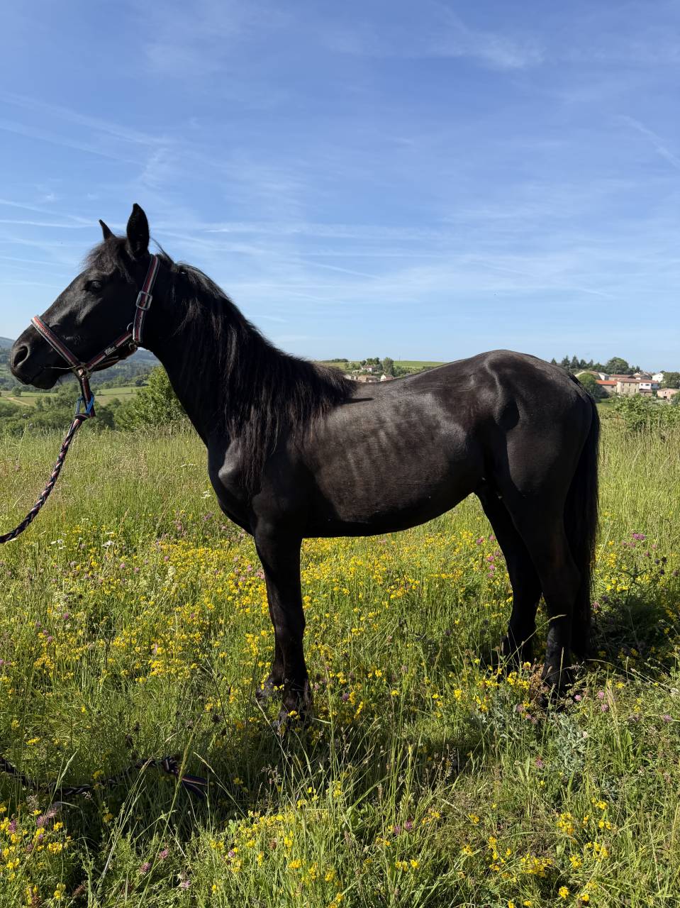 Poulain x frison