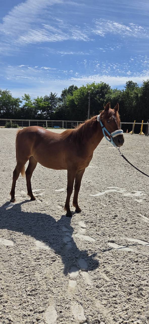 Ponette New forest 1 an taille D 