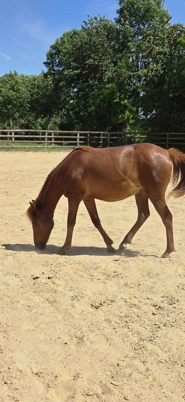 Ponette New forest 1 an taille D 