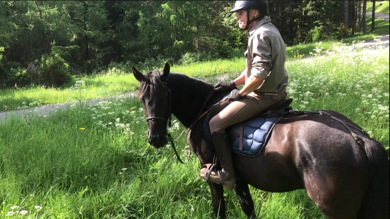 Hongre M&eacute;rens dress&eacute; sous la selle