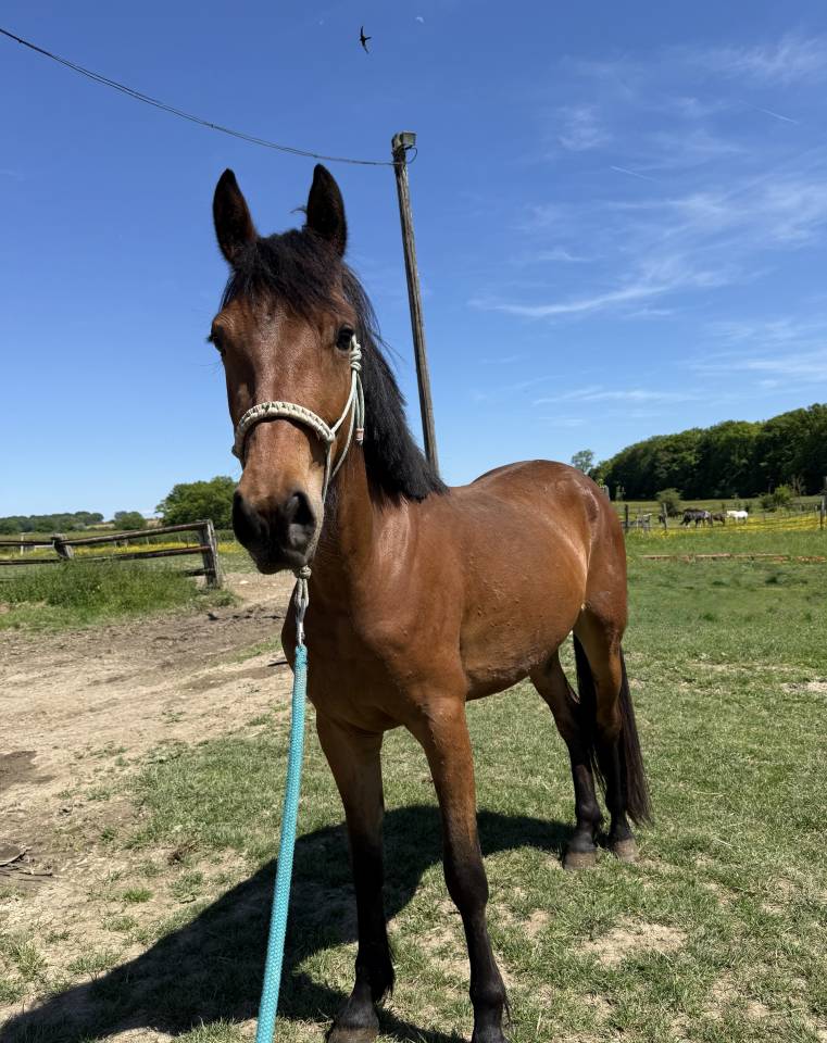 Poney NF 