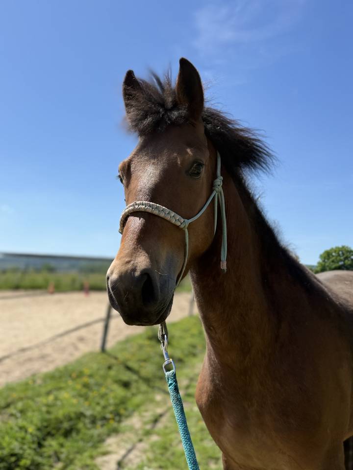 Poney NF