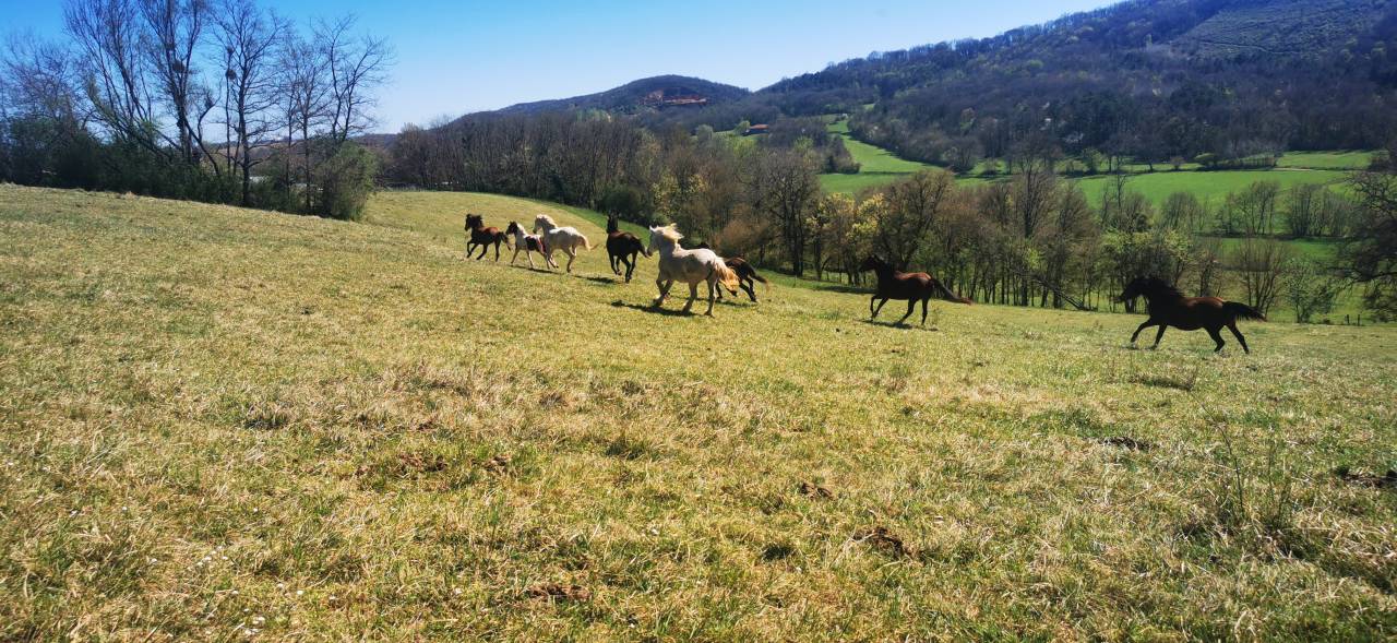 Pension au pr&eacute; pour poneys, chevaux - St Gaudens