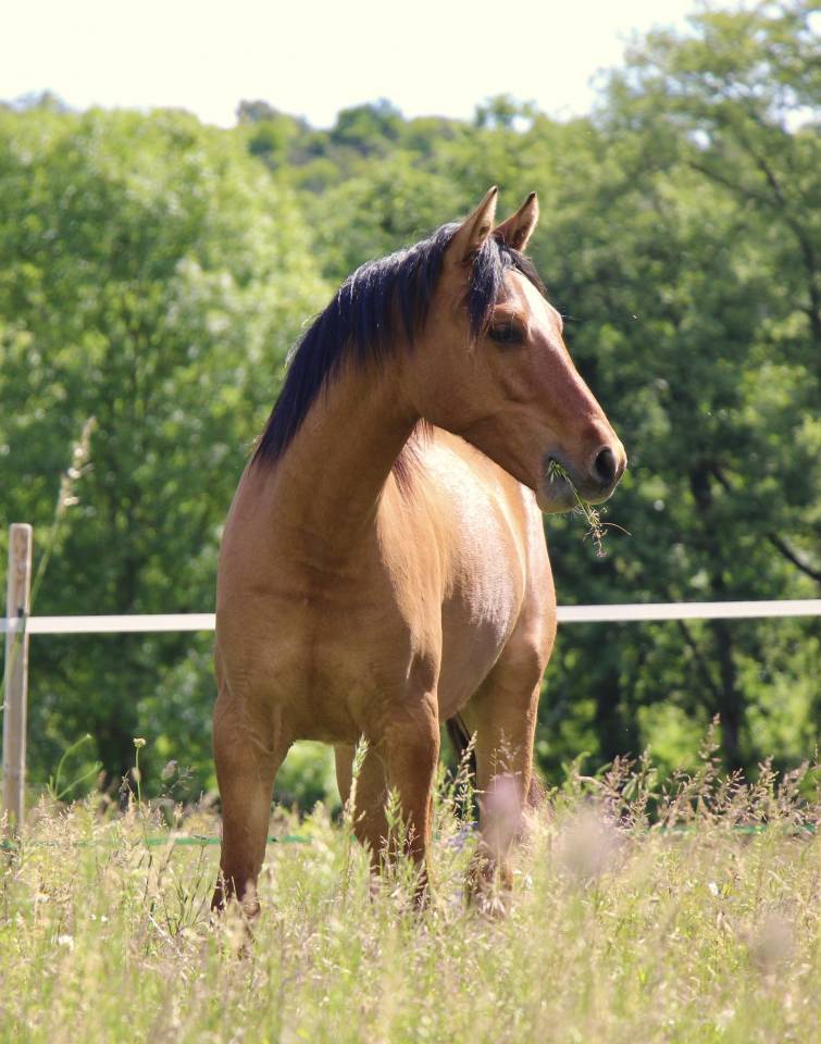 Poney 