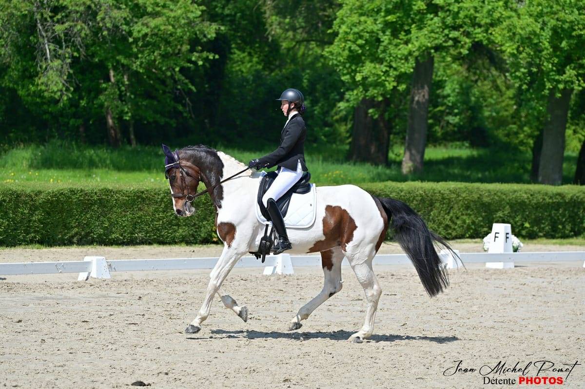 Jument dressage 