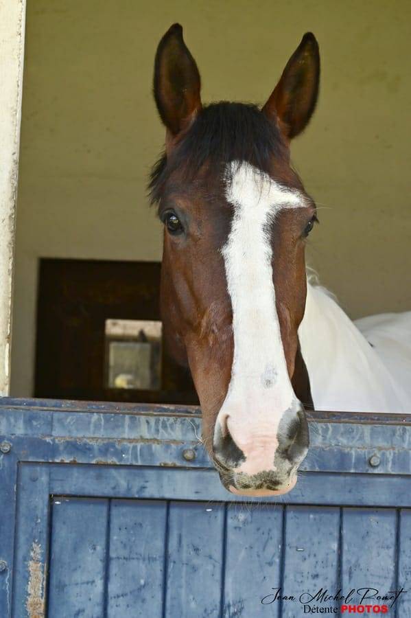 Jument dressage 