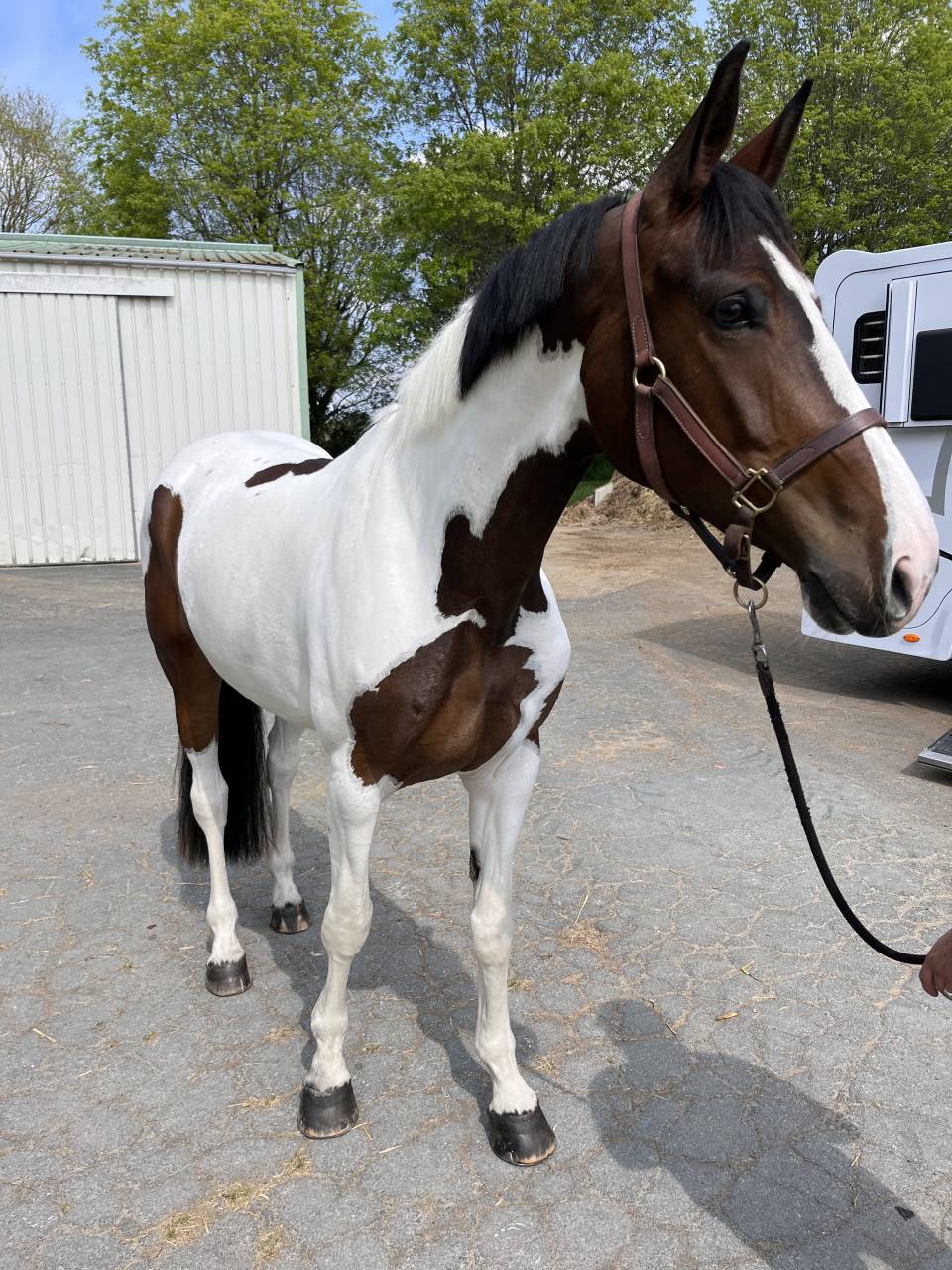 Jument dressage 