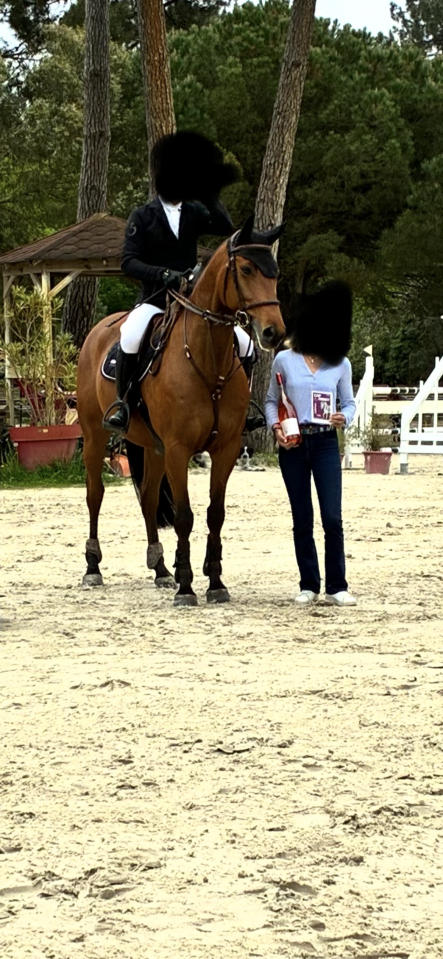 Hongre de 8 ans amateur &eacute;lite et plus