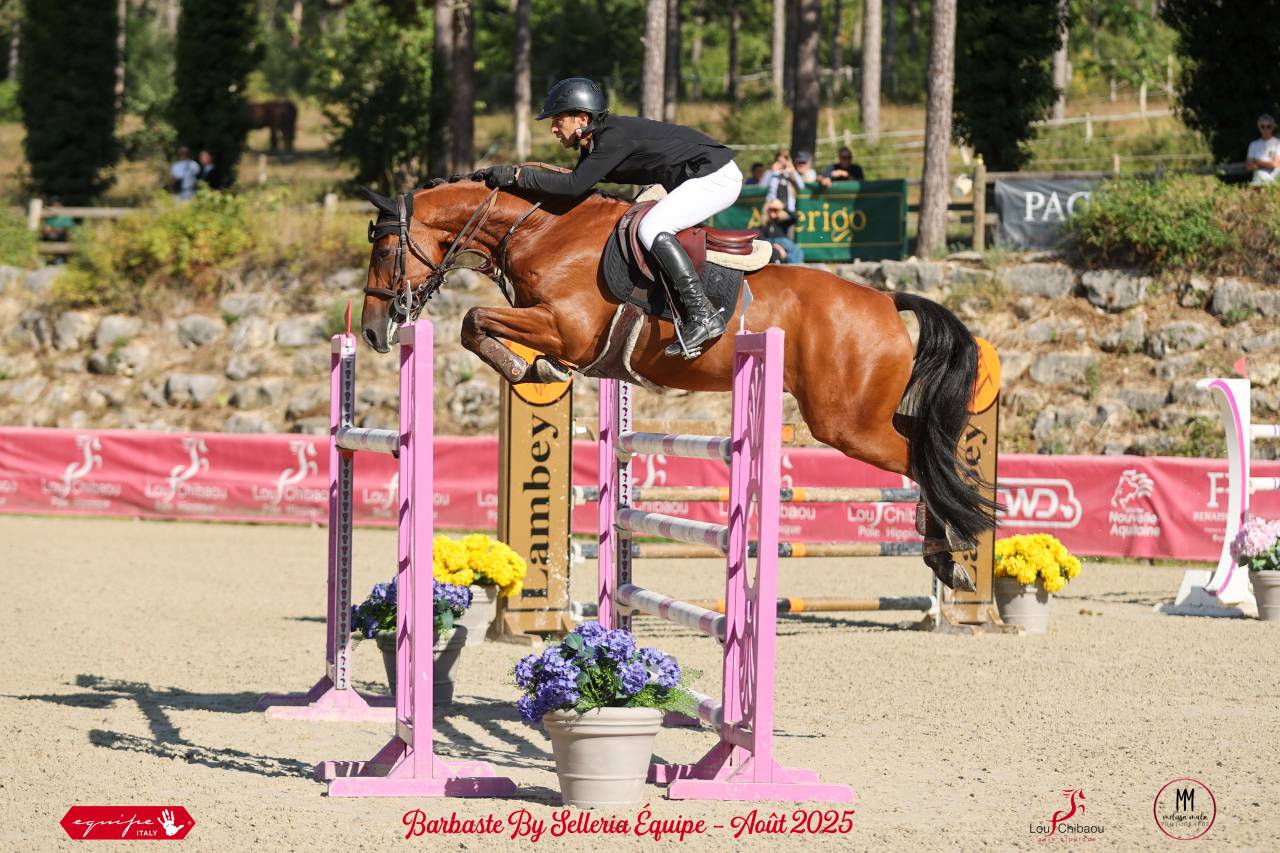 Hongre de 8 ans amateur &eacute;lite et plus