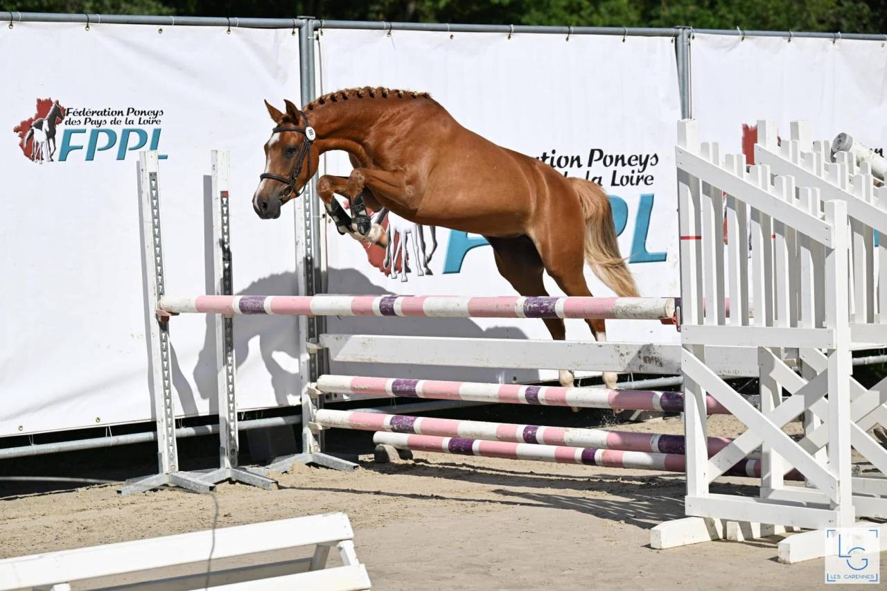 Tr&egrave;s chic PFS 5 ans, 1m47, 18/20 aux allures 