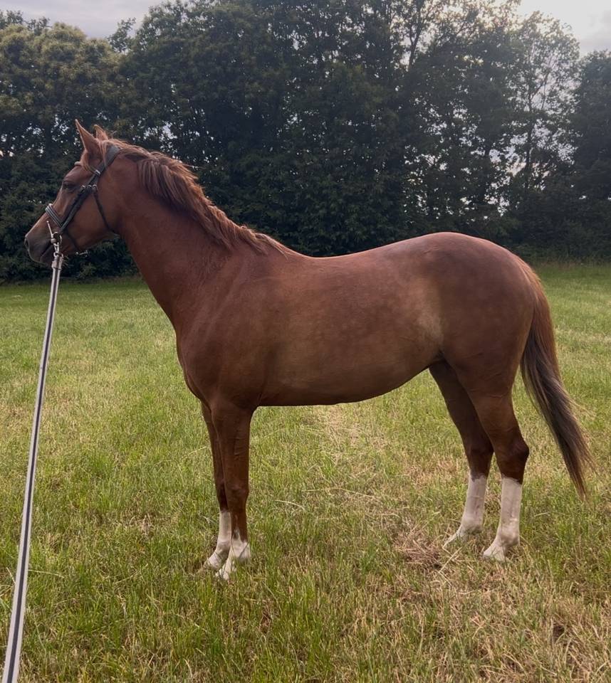 Tr&egrave;s chic PFS 5 ans, 1m47, 18/20 aux allures 