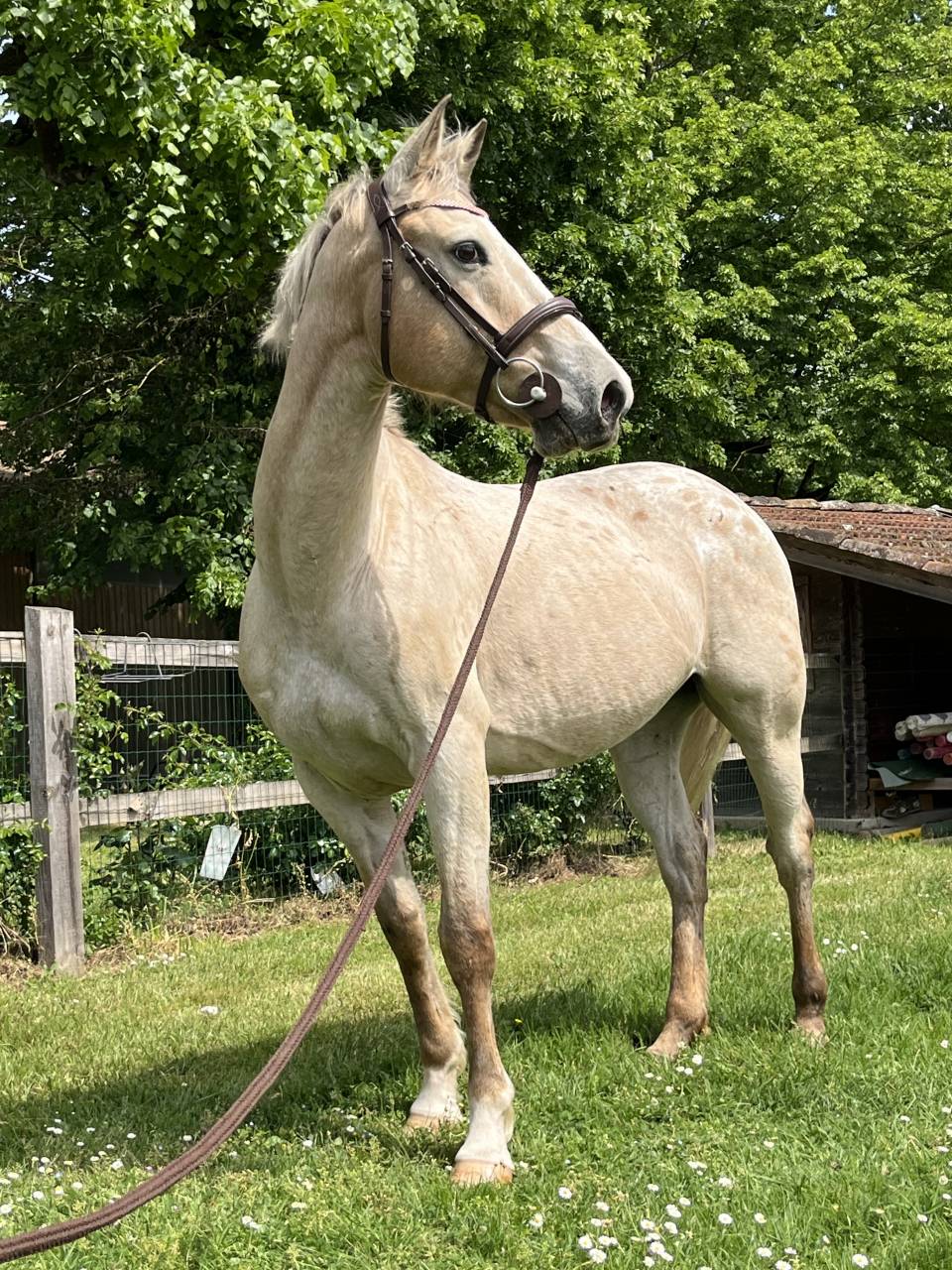Cheval de loisirs 