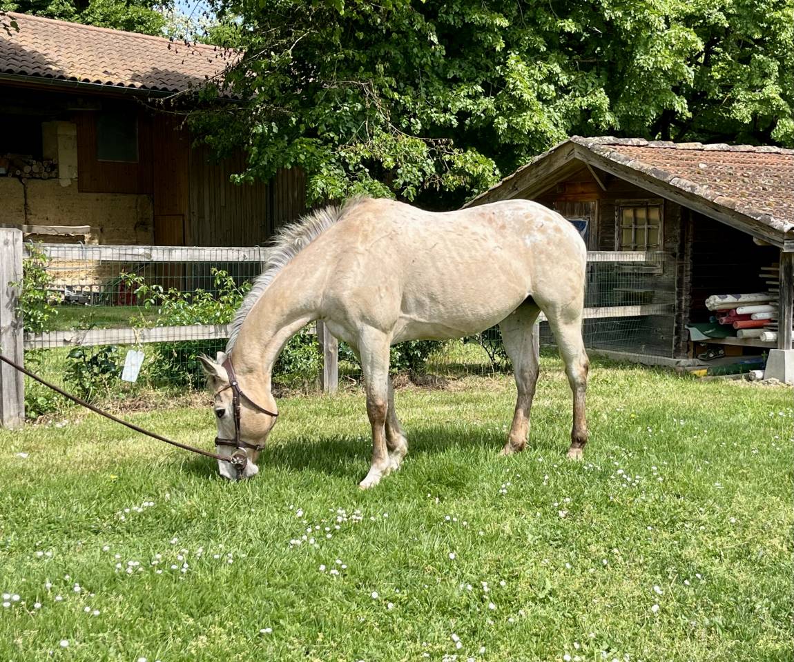 Cheval de loisirs 