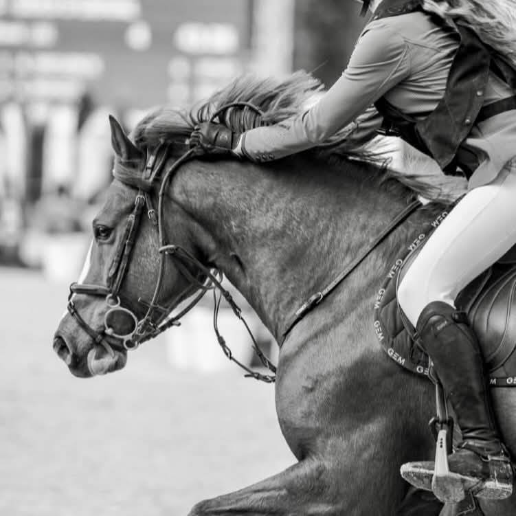 Poney Comp&eacute;titif AS2 AS1 / A tourn&eacute; jusqu'en AS Elite