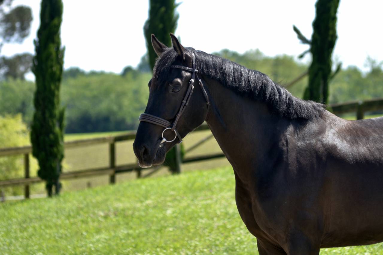 Maverick de belcastel 