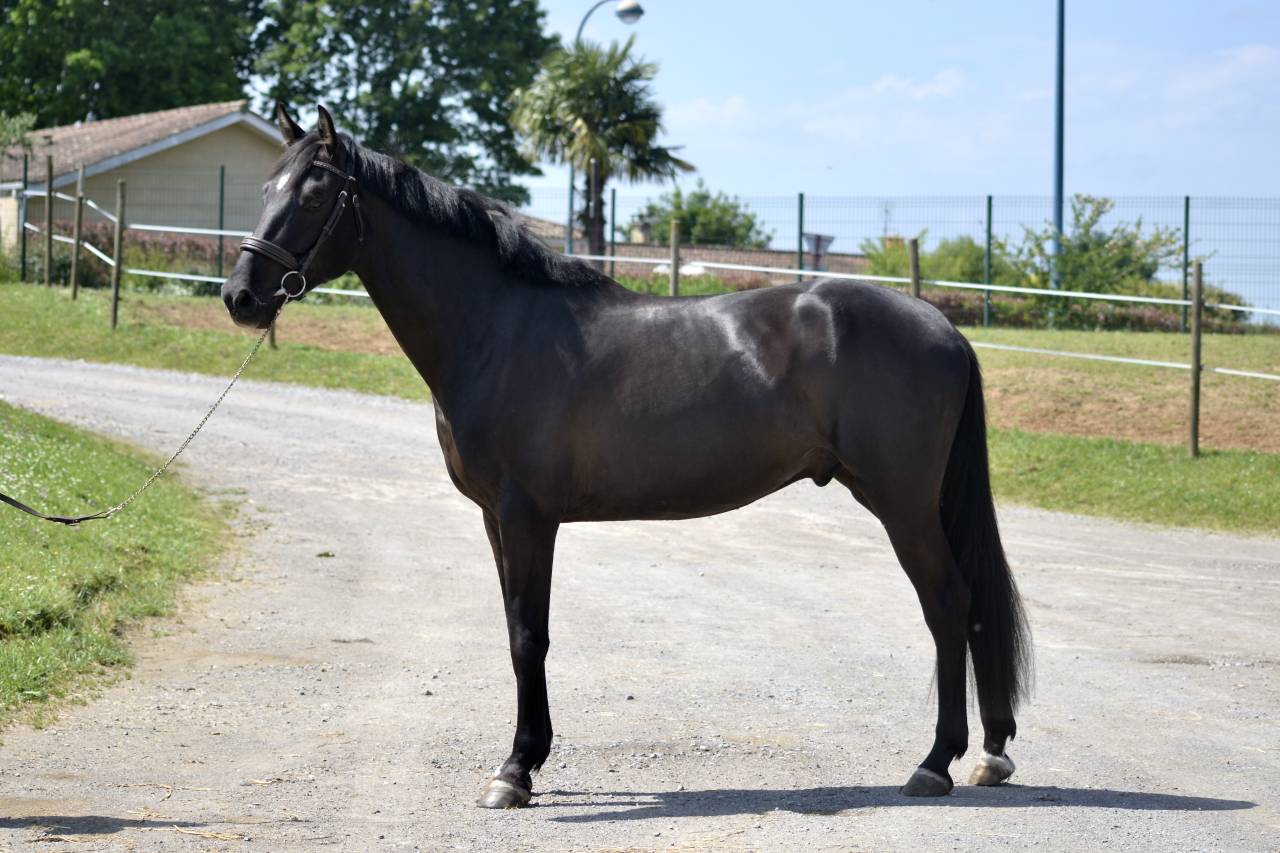 Maverick de belcastel 