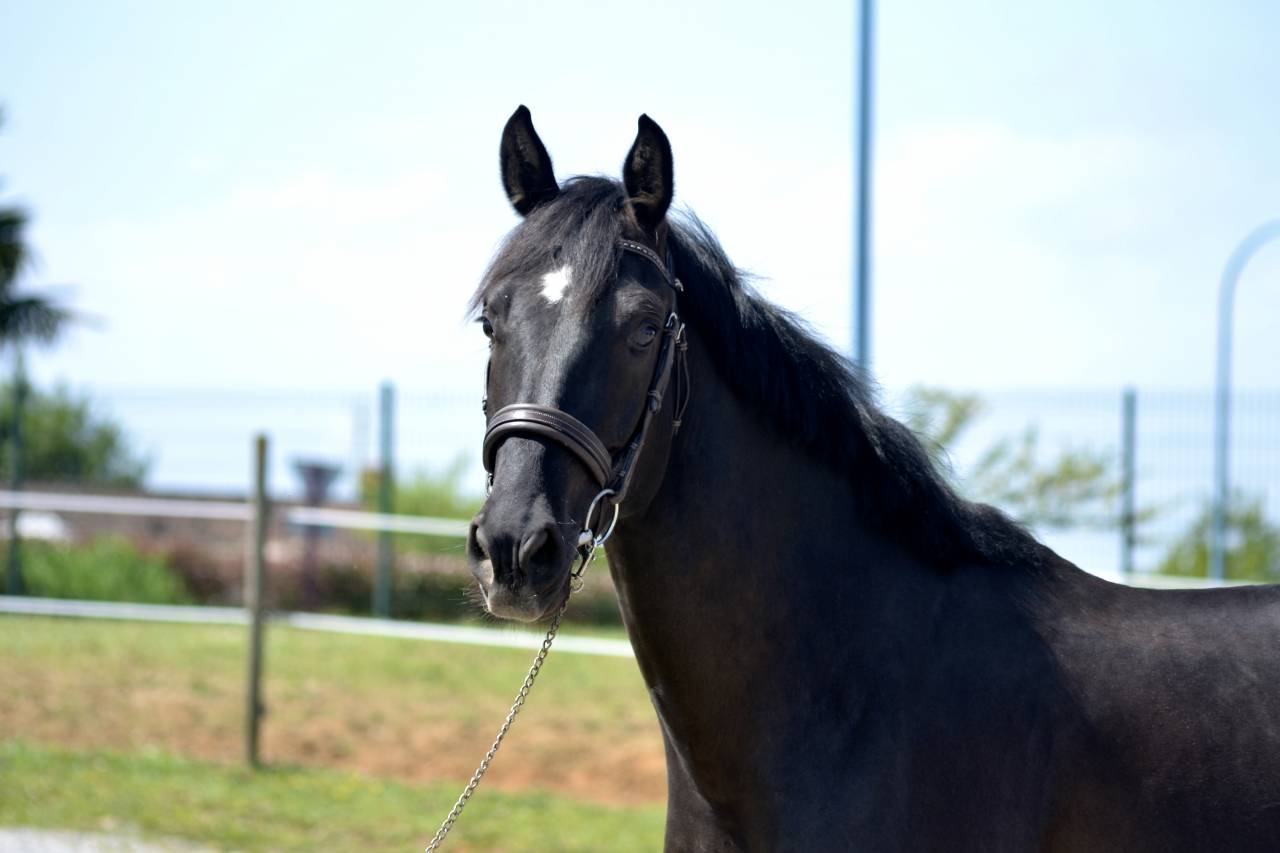 Maverick de belcastel 