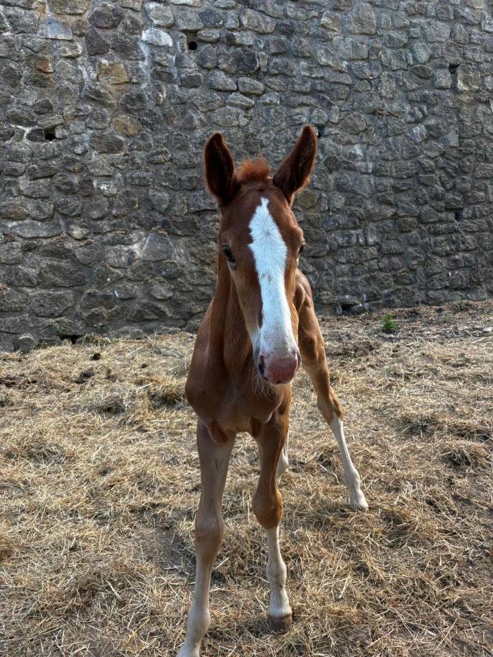Foal Luccianno / Baloubet du rouet