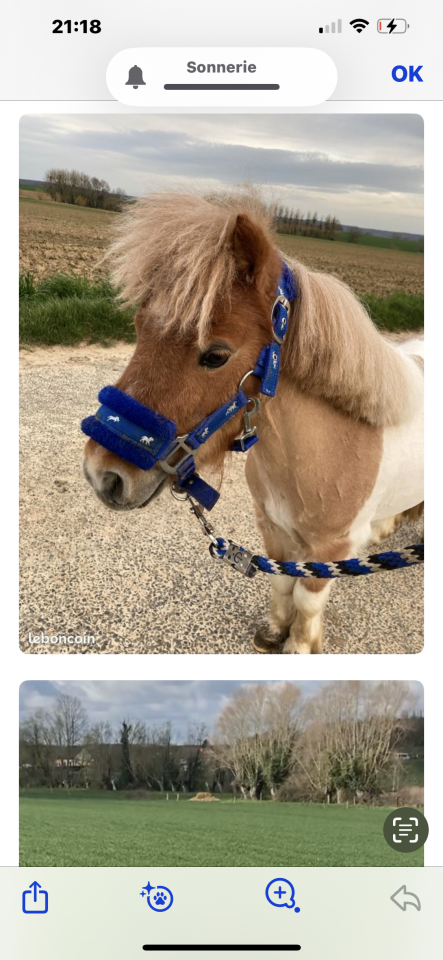  Mini Poney shetland  &agrave; placer urgent