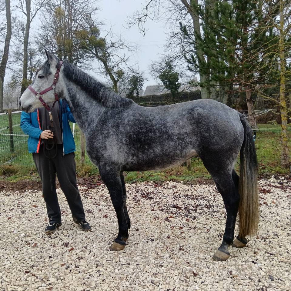 Poney D ONC 148cm