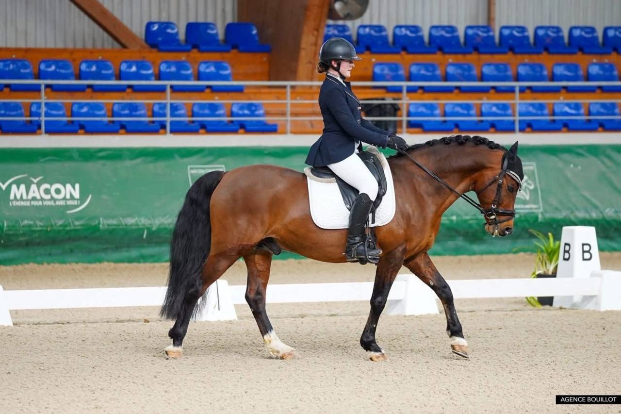poney de GP dressage 