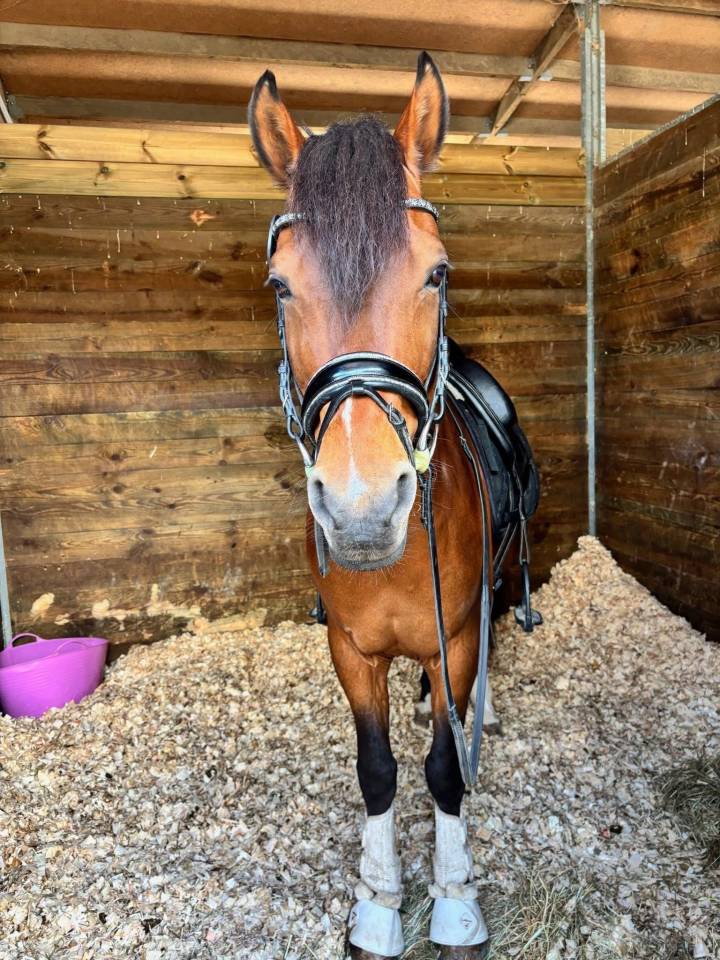 poney de GP dressage 
