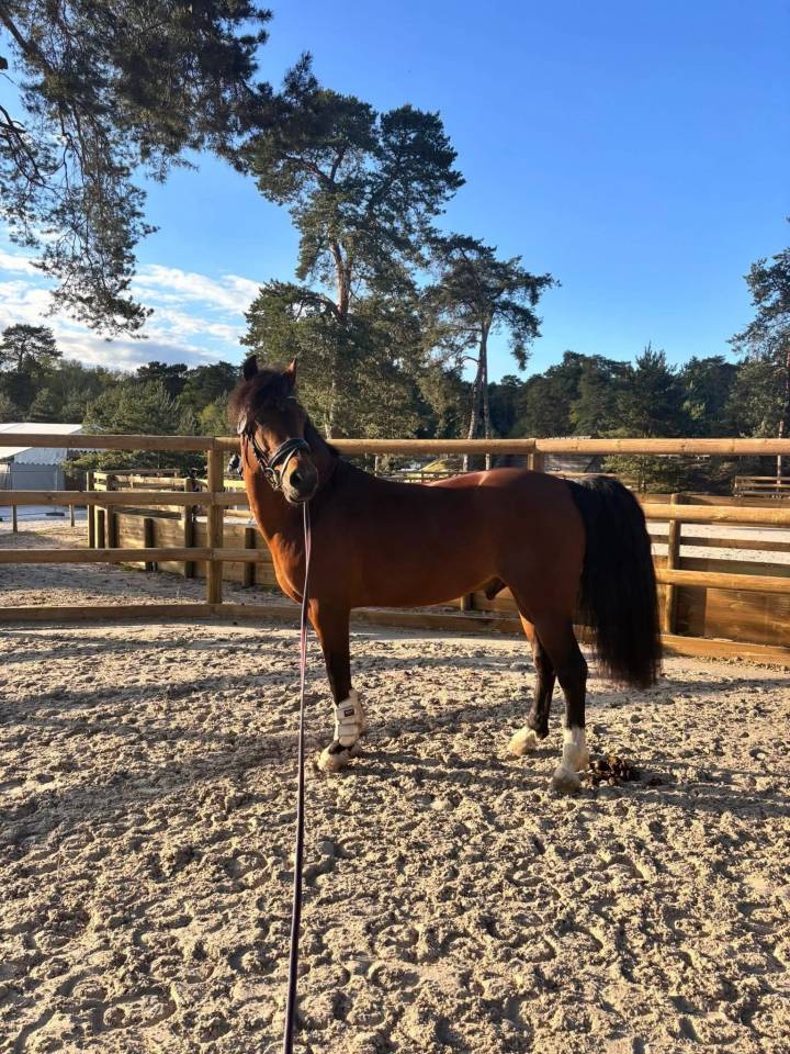 poney de GP dressage 