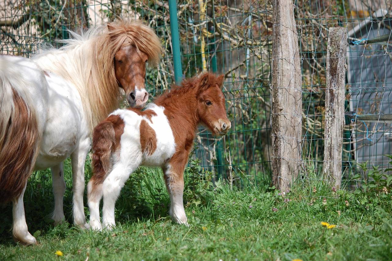 Ponette shetland PP suit&eacute;e